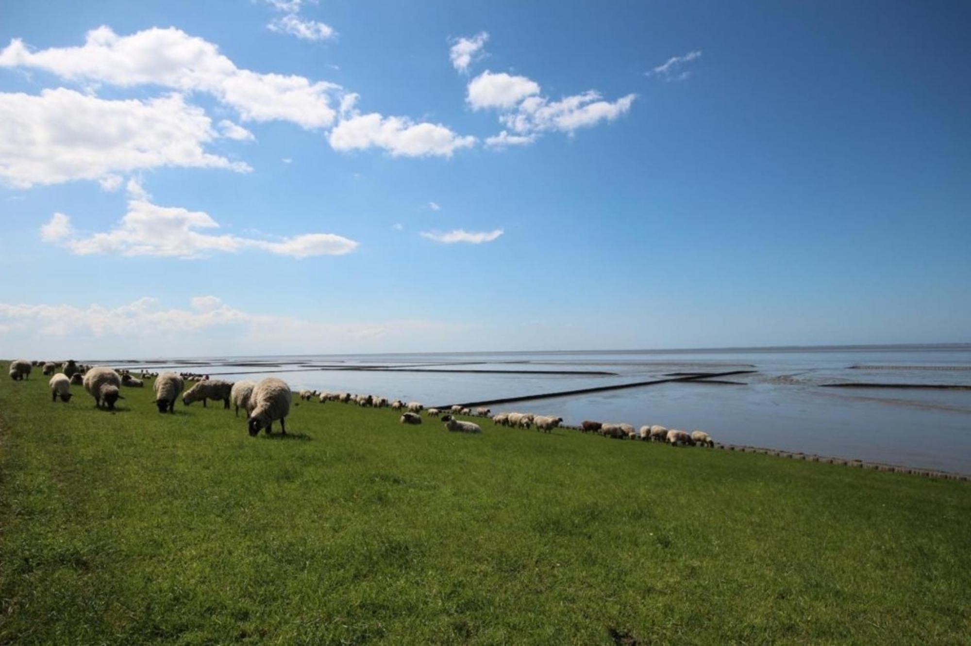 Kleine Nordseewelle ohne Hund - a17085 Norden Exterior foto